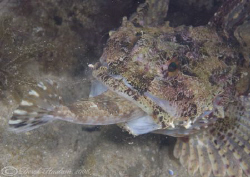 Long spined scorpion fish. It just won't go down..
D200,... by Derek Haslam 